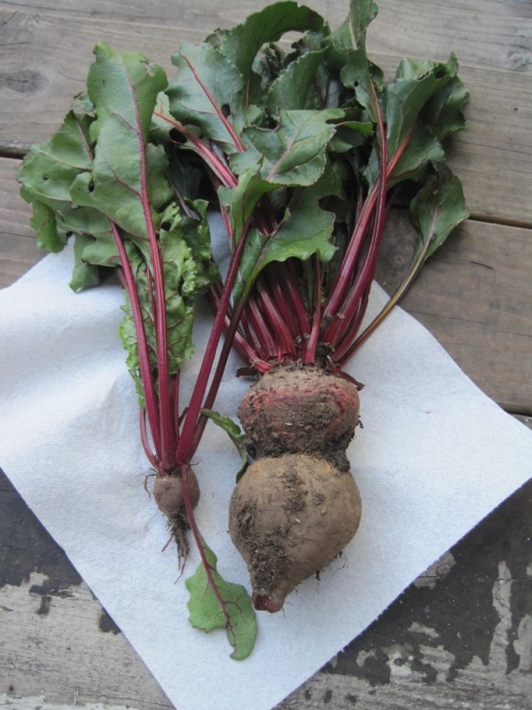 Strange beet from the garden